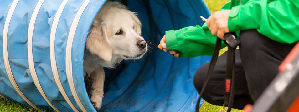 Dyreterapi i Hirtshals